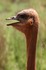Ostrich Head and Neck.jpg